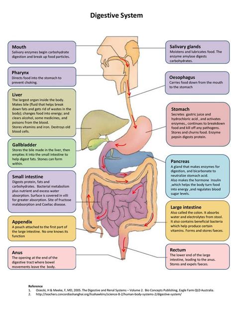 digestive-system-diagram | Human digestive system, Human anatomy and physiology, Digestive ...