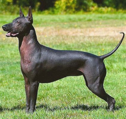 All Dog Breed Information: Xoloitzcuintli