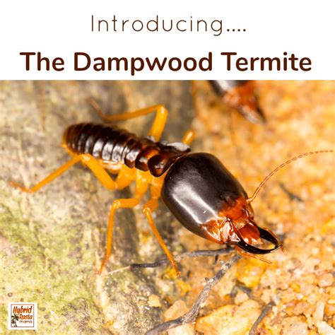 How To Get Rid Of Termites Naturally | Hybrid Rasta Mama