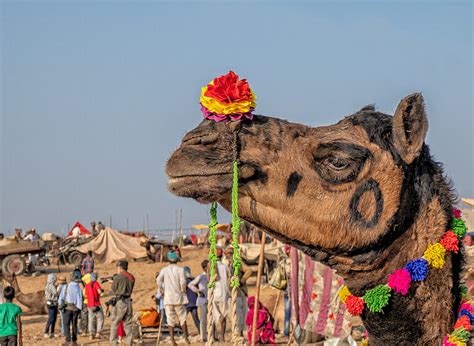 Two Days at the Pushkar Camel Fair - India Up Close