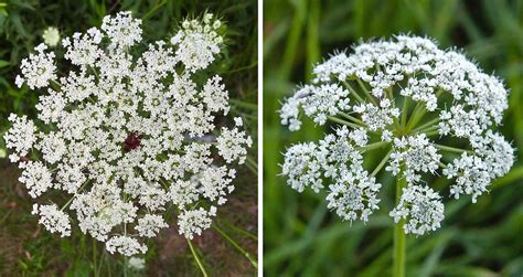 Queen Anne’s Lace Vs. Poison Hemlock: Poison or Not?