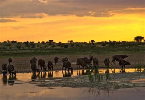 Tswalu Kalahari Reserve in Tswalu, Northern Cape