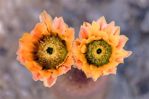 Rainbow Cactus - T. Kahler Photography