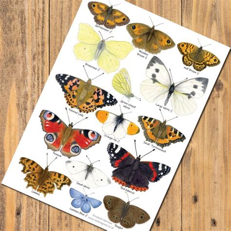 British Garden Butterflies Identification A5 Card Postcard