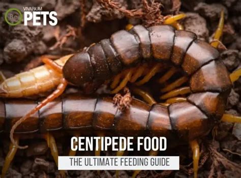 What Do Centipedes Eat? | Best Centipede Food & Feeding!