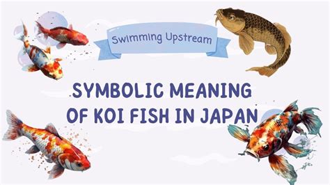 Swimming Upstream: Understanding the Symbolic Meaning of Koi Fish in Japan - YouTube