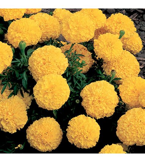 Marigold Yellow - 10 Seeds — Plan A Plant