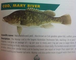 Anglers urged to protect Mary River cod - Fishing World