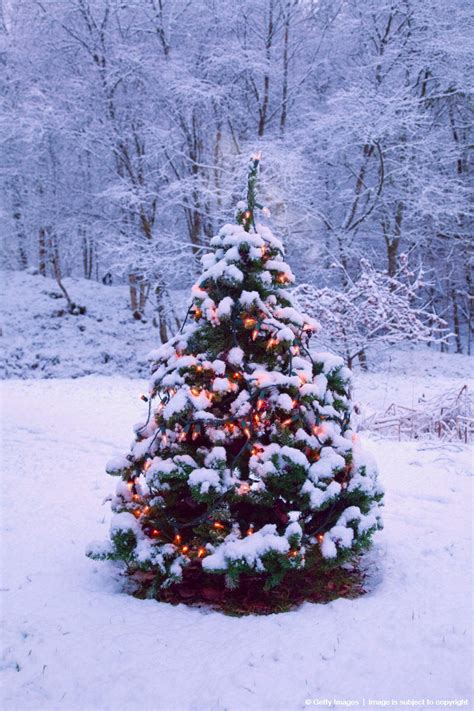 #Christmas tree with fairy lights outside in snow | Outdoor christmas tree, Outdoor christmas ...