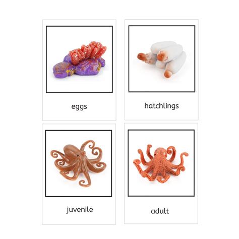 Life Cycle Of Octopus