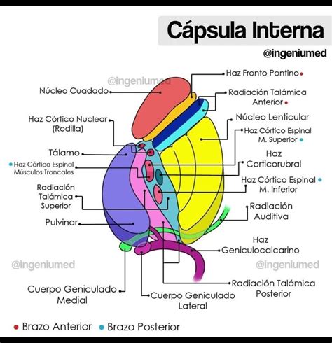 Cápsula interna | Cápsula interna, Anatomia del hueso, Anatomia y fisiologia