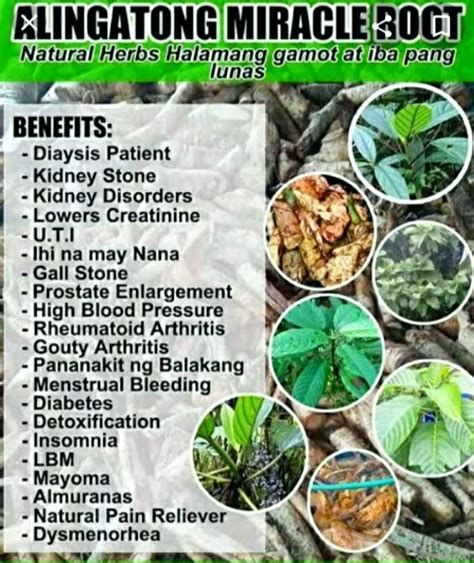 The miracle alingatong herbal tree | Maria Aurora