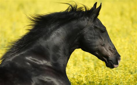 Black Horse Wallpapers - Wallpaper Cave