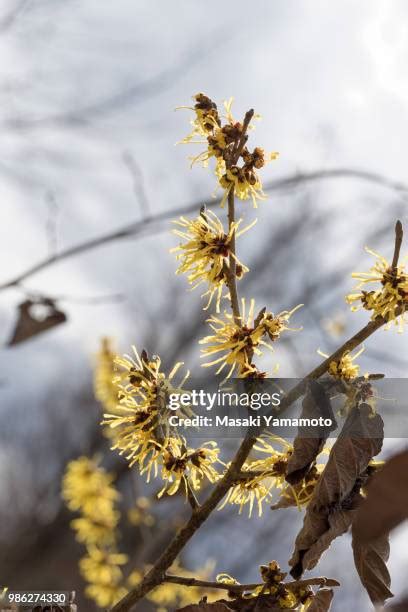 117 Witch Hazel Leaf Stock Photos, High-Res Pictures, and Images - Getty Images