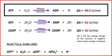 ATP structure + function