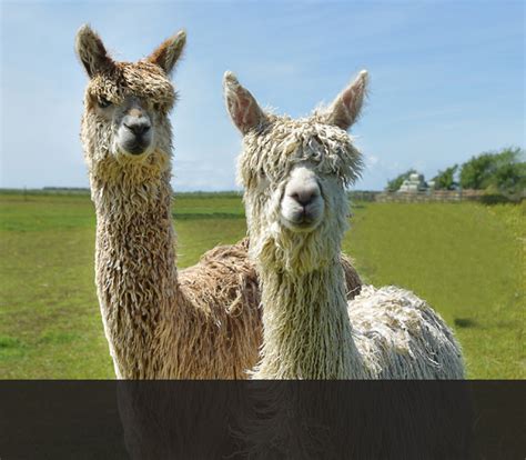 The Suri Alpaca :: West Wight Alpacas