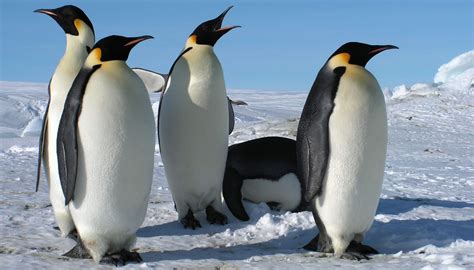 Fun Emperor Penguin Facts For Kids | Kidadl