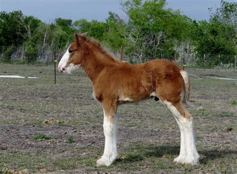 161488d1367769737-clydesdale-foal-update-with-pics-trident-kinsey-and ...