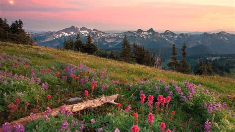 Nature Landscapes Fields Meadow Flowers Trees Mountains Sky Skies Clouds Wood Desktop Background ...