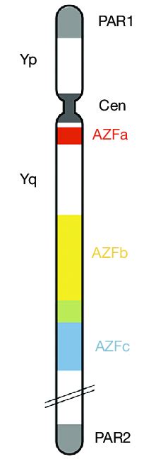 Structure of the human Y-chromosome. | Download Scientific Diagram