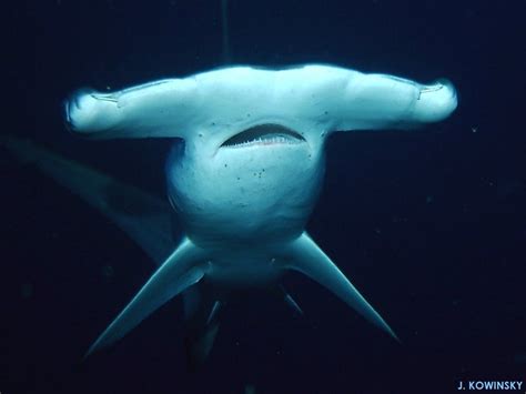 Hammerhead Shark Facts | Hammerhead shark facts, Shark facts, Shark pictures