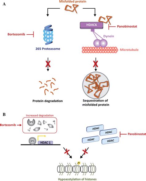 Panobinostat mechanism of action: synergy with bortezomib. a Dual... | Download Scientific Diagram