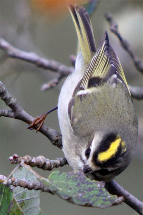 Kinglets on the Move – 10,000 Birds