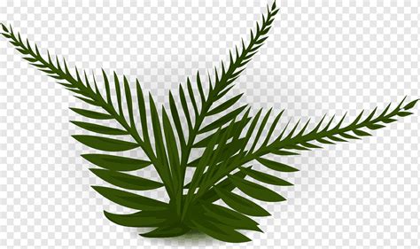 Fern Vascular plant Burknar Plants, plants, leaf, plant Stem, plants png | PNGWing