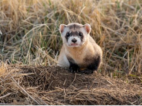 Chinese ferret-badger: habitat and characteristics