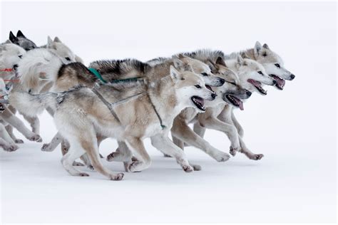 Finding freedom in the dying art of dog sledding - [Visit Greenland!]