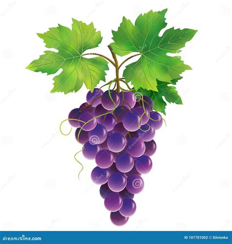 Purple Grape on White Background Stock Vector - Illustration of element, diet: 107701002