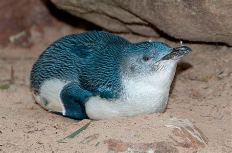 Pingüinos en Nueva Zelanda | Los mejores lugares para ver pingüinos