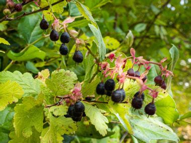 Salal: Identification, Leaves, Bark & Habitat | Gaultheria shallon