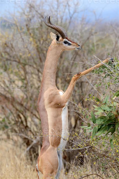 Gerenuk 718796 Stock Photo at Vecteezy