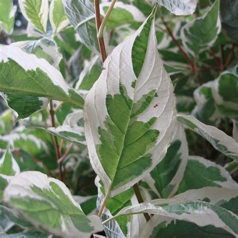 Cornus alba 'Elegantissima' (Weißbunter Hartriegel) kaufe