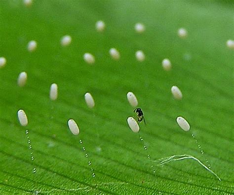 Green Lacewing Eggs - BugGuide.Net