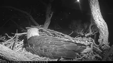 Big Bear Bald Eagle Cam – Friends of Big Bear Valley (2021) | Natural ...