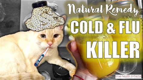 How To Help A Cat Get Rid Of A Cold - Cat Lovster