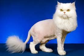 Lion Clip Grooming Service For Cats - Awesome Doggies Mobile Pet Grooming