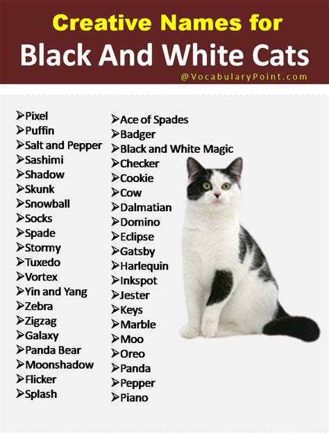 150+ Unique Cat Names in English (Black, Gray And Kitten) - Vocabulary ...