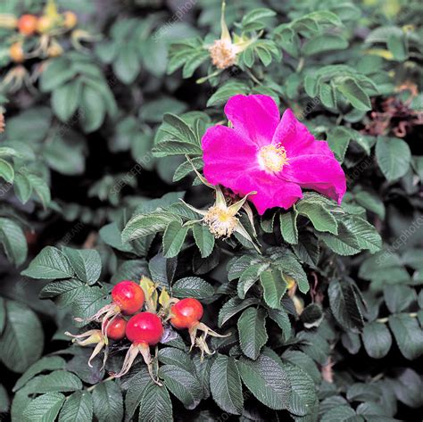 Rugosa Rose Hips and Flower - Stock Image - B590/0988 - Science Photo Library