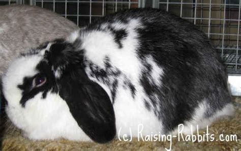 French Lop Rabbit. About the massive lopped breed