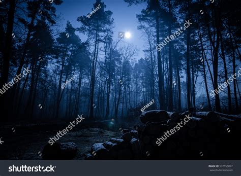 37,458 Forest night moon Stock Photos, Images & Photography | Shutterstock