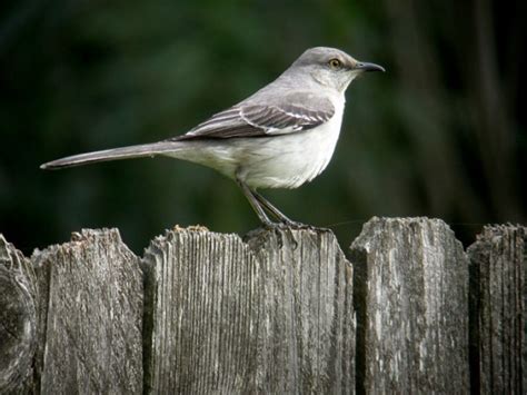 Northern Mockingbird - Facts, Habitat, Nesting, Diet, & Pictures