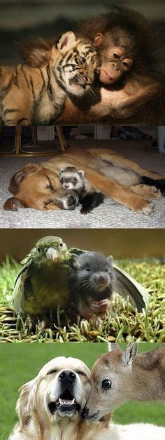 50 Odd Animal Couples! ideas | animals friendship, odd animal couples ...