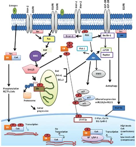 Figure 1 from Mechanisms associated with resistance to tamoxifen in ...