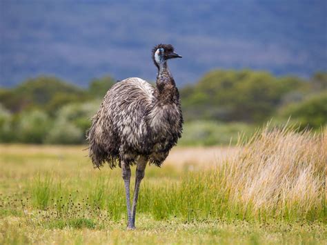 What Do Emus Eat? (Complete Guide) | Birdfact