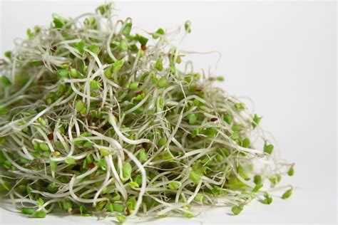 Organic Sprouting Seeds Broccoli new | Organic Sprouting | Premier ...