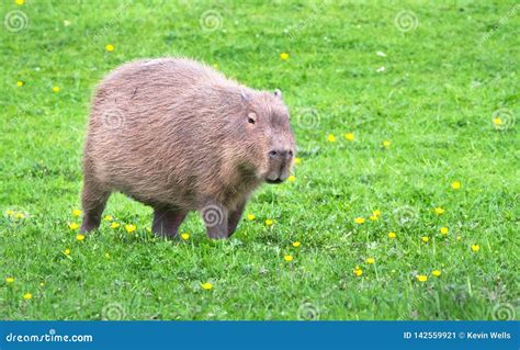 Capybara Walking Across a Grassy Field Stock Image - Image of meadow ...