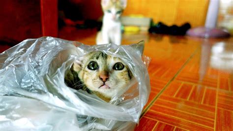 Kitten rescued Kitten stuck plastic bag @CreativeKittens - YouTube